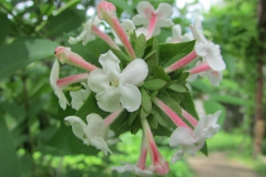 Abelia mosanensis