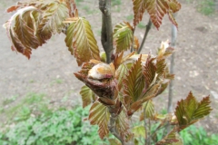 Fagus sylvatica var. purpurea