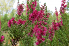 Calluna vulgaris