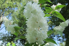 Deutzia scabra