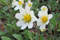 Dryas octopetala