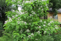 Catalpa bignonioides