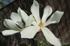 Magnolia kobus