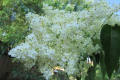 Syringa reticulata subsp. amurensis