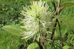 Fothergilla major