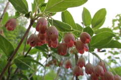 Enkianthus campanulatus