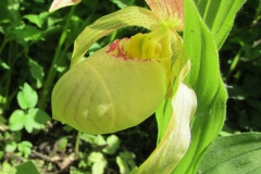 cypripedium aff. kent.