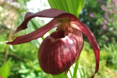 Cypripedium macranthon