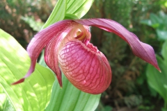 Cypripedium macranthon