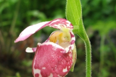 Cypripedium guttatum