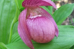 Cypripedium macranthon