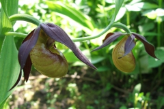 Cypripedium calceolus