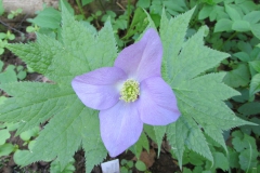 Glaucidium palmatum