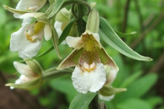 Epipactis palustris