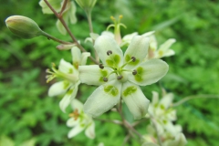 Zigadenus nuttallii