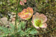 Papaver alboroseum