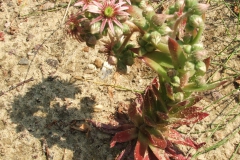 Sempervivum sp.