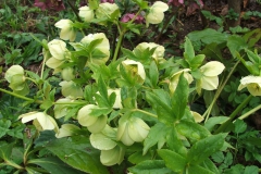 Helleborus sps.