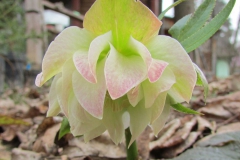 Helleborus x