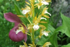 Oreorchis patens