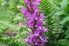 Dactylorhiza euxina