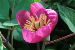 Paeonia obovata