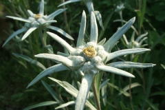 Antennaria rosea subsp. confinis