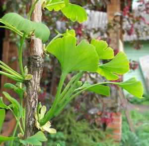 Молодые листья гинкго
