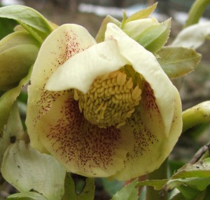 Helleborus